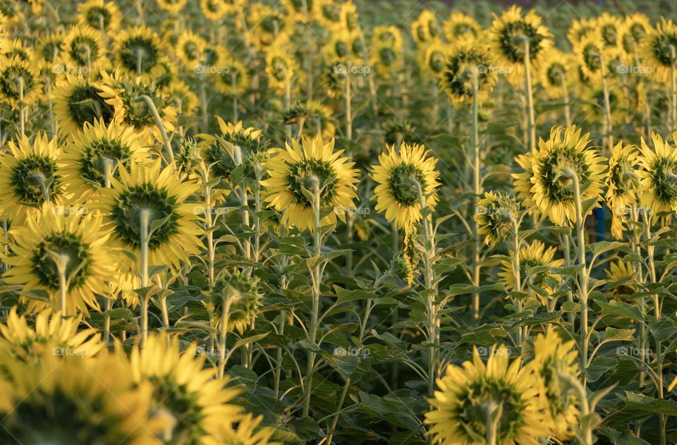 The back of the sunflower