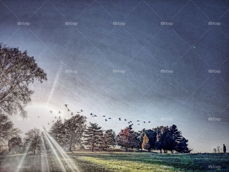 Canadian Geese and Sunbeams