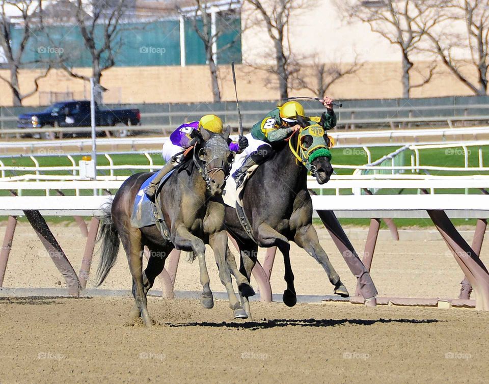 Fleetphoto Finish

Thoroughbred racing at its best as two horses are noses apart nearing the finish line at the Big A.