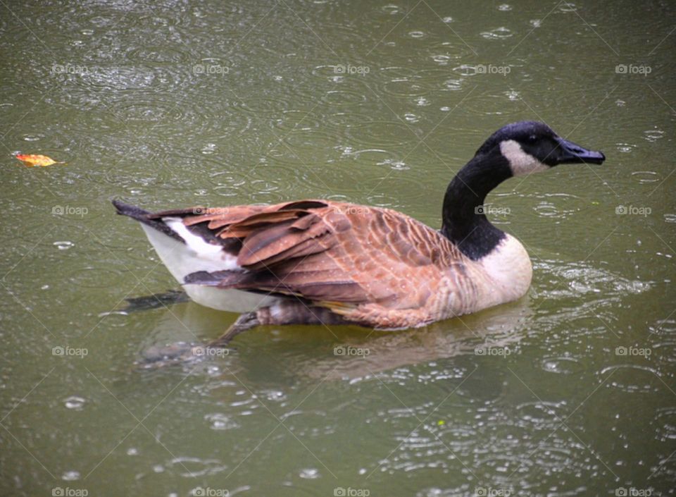Canada Goose Enjoying The Rain 