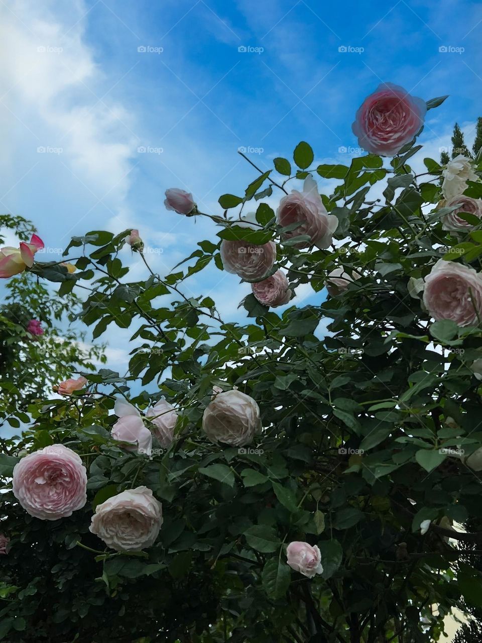 Beautiful flowers in bloom