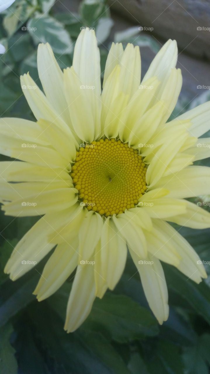 gerbera daisy. my first garden at my new home in tinmouth,vt