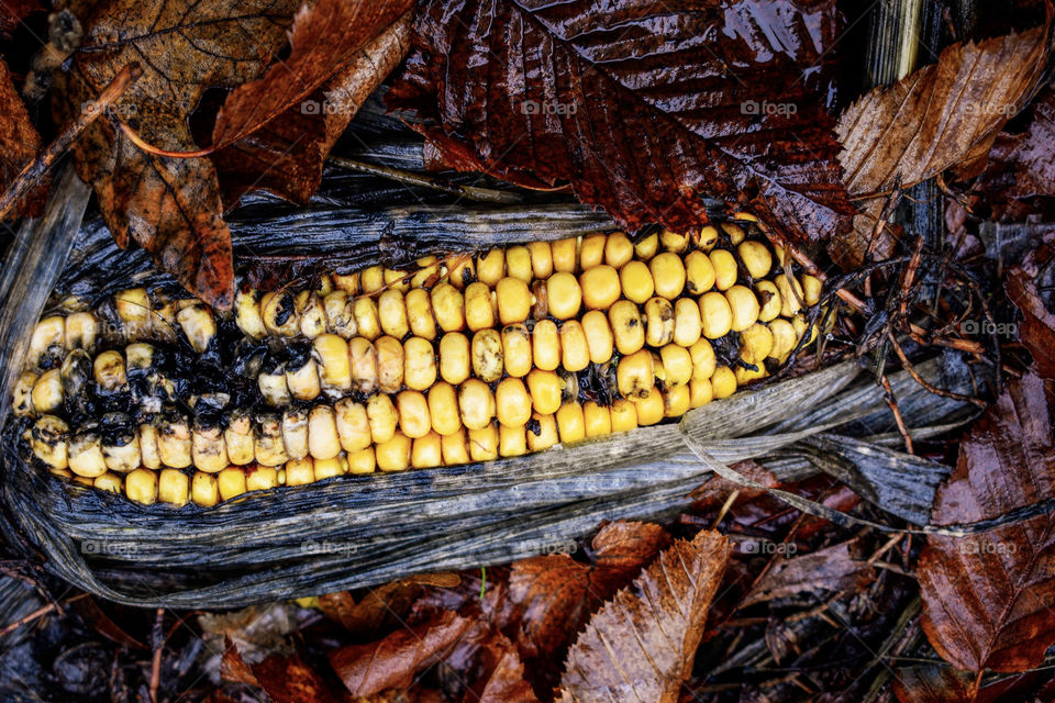corn on autumn forest