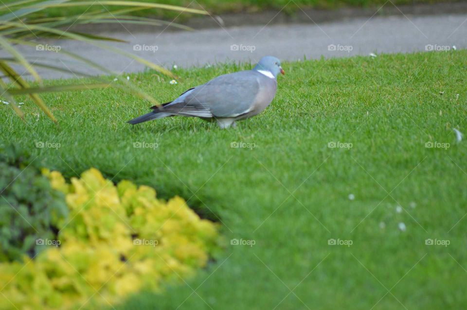 Feral pigeon walks around in the grass in a Robin Hood garden in UK