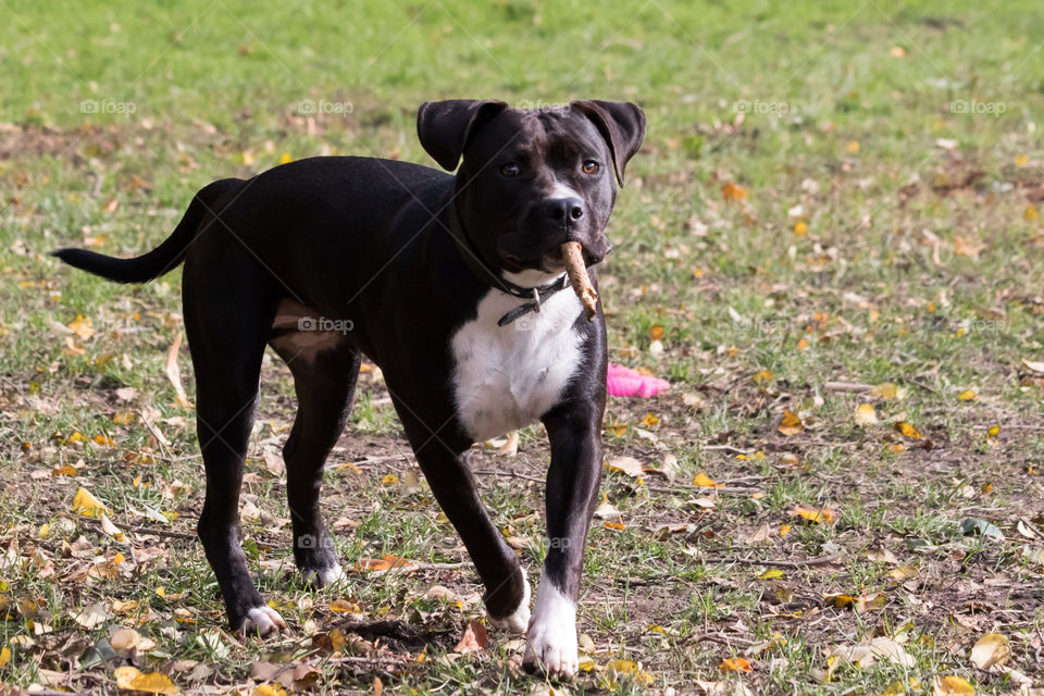 Happy dog with his stick , American Staffordshire terrier, fin hund med sin pinne höst Amstaff 