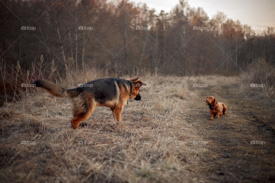 German shepherd young male dog playing with Hungarian vizsla dog outdoor at a spring evening