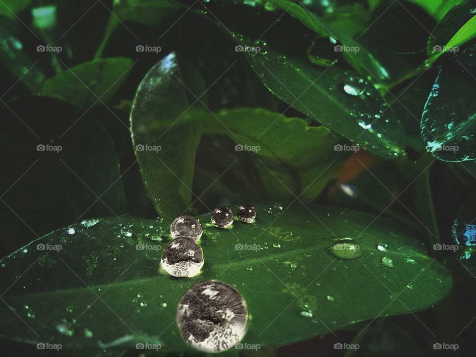 perfectly patterned water drops on leaf of a grass, close and macro shot,