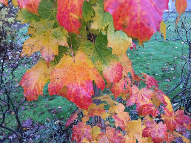 Autumn leaves