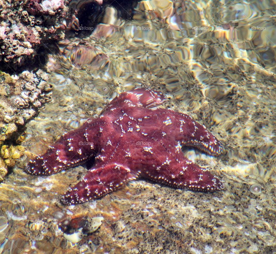 The Star. Taken at Monterey CA old fisherman wharf