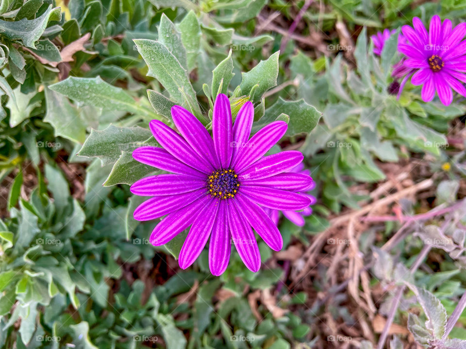 Portraits of plants 