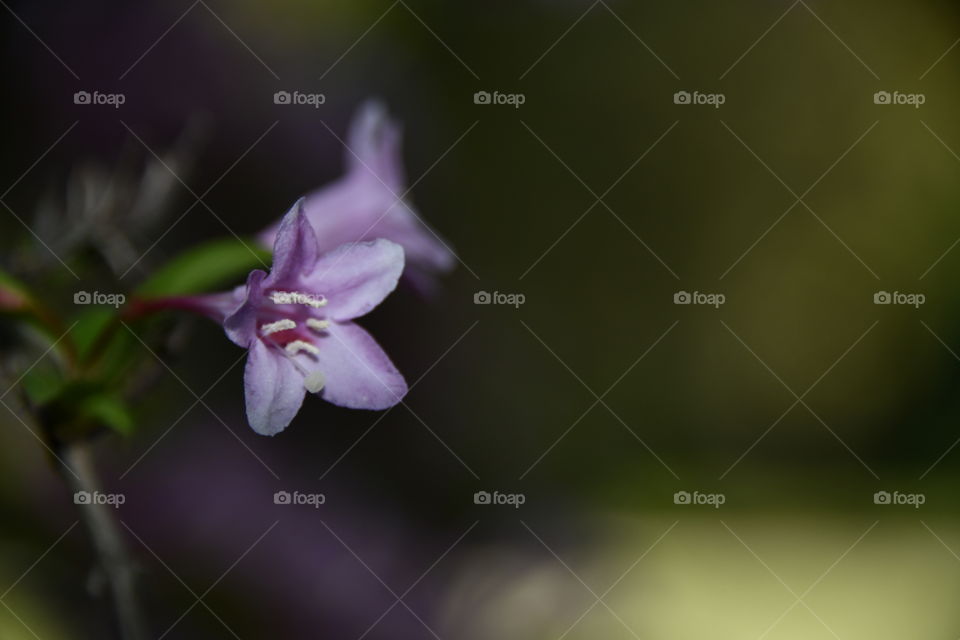 Colores Primaverales
Spring Colors