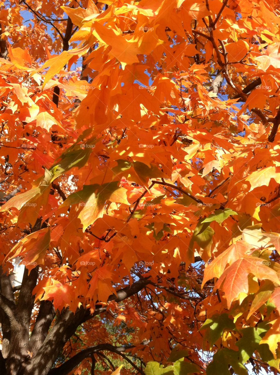 Fall, Leaf, Season, Tree, Maple