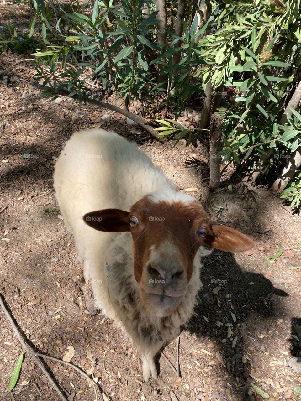 Beautiful sheep looking at camera