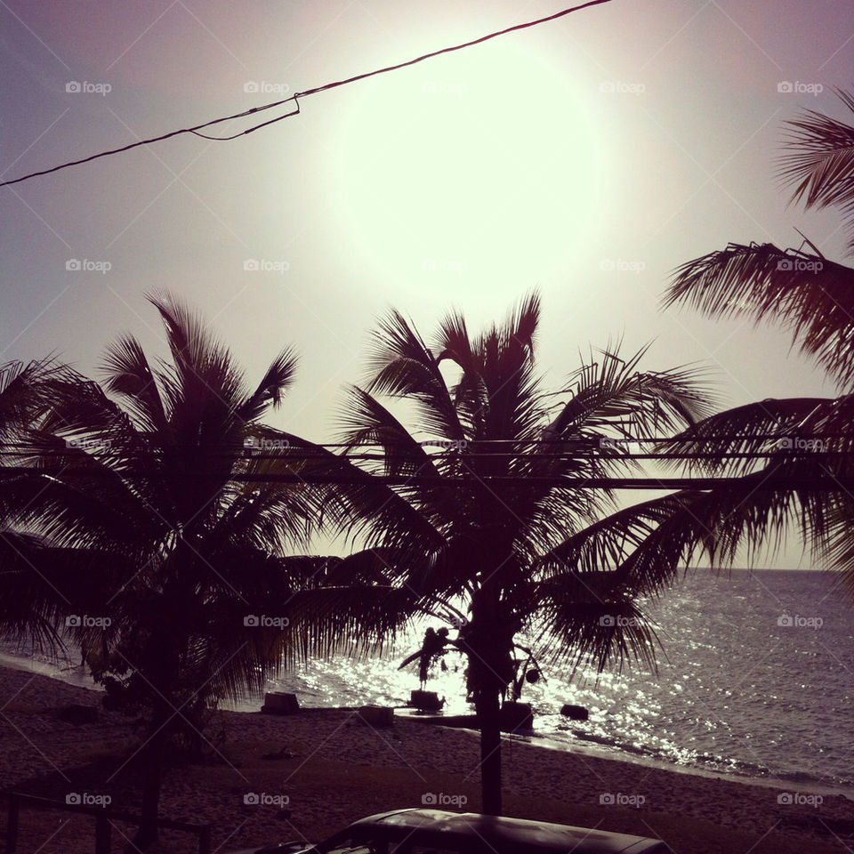 beach ocean tree palm by loveferrets1