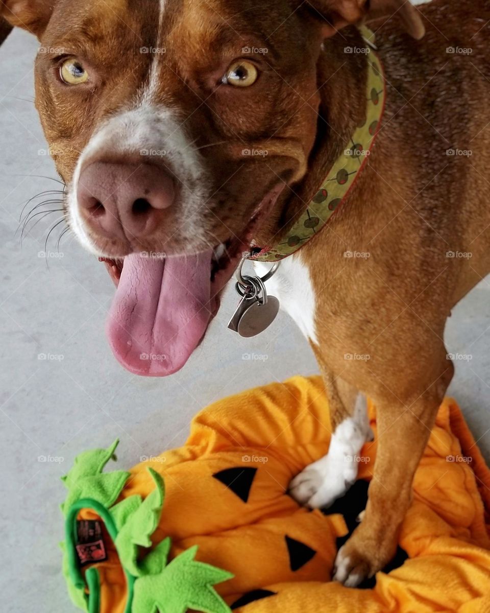 Dog Standing on a Jack-O-Lantern Halloween Costume