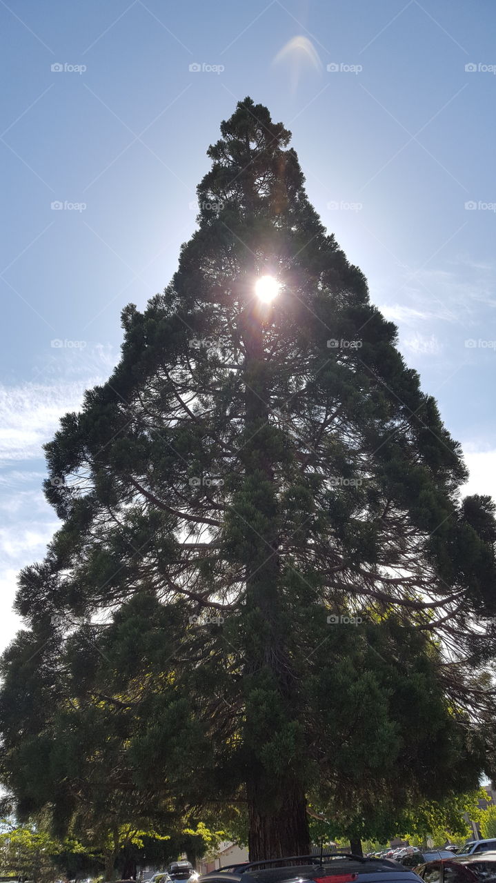 light through tree