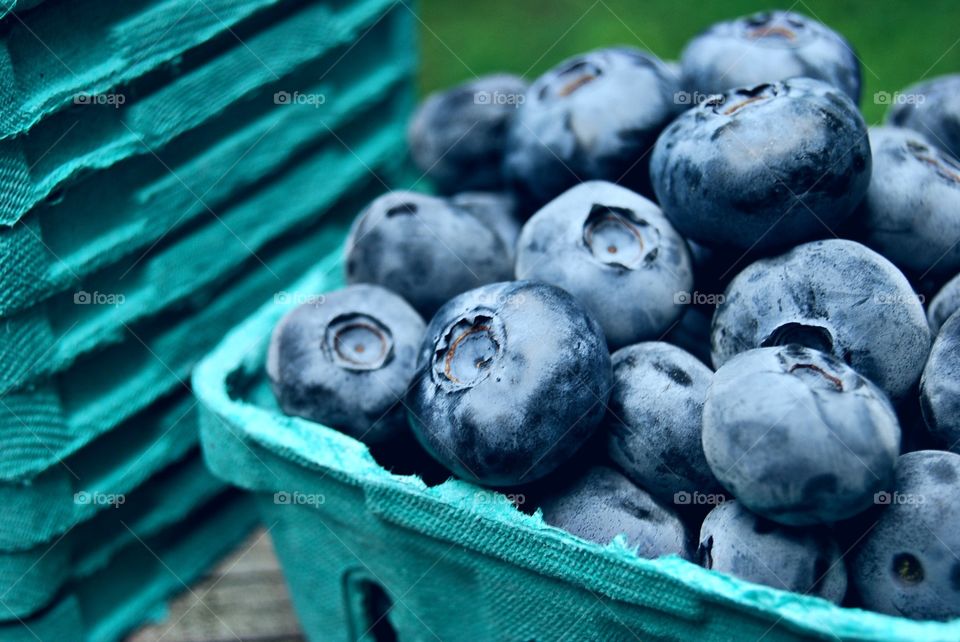 Fresh picked blueberries packaged in fiber half pint berry boxes with box stack in background