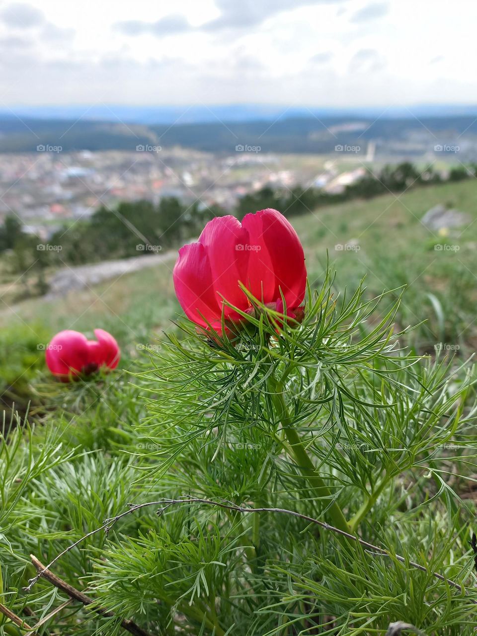 wild peonies of red color, listed in the Red Book, begin to bloom in the mountains!