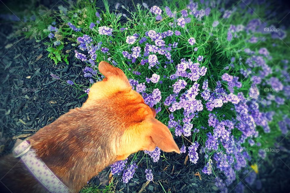 Paris sniffing Lavender in our backyard