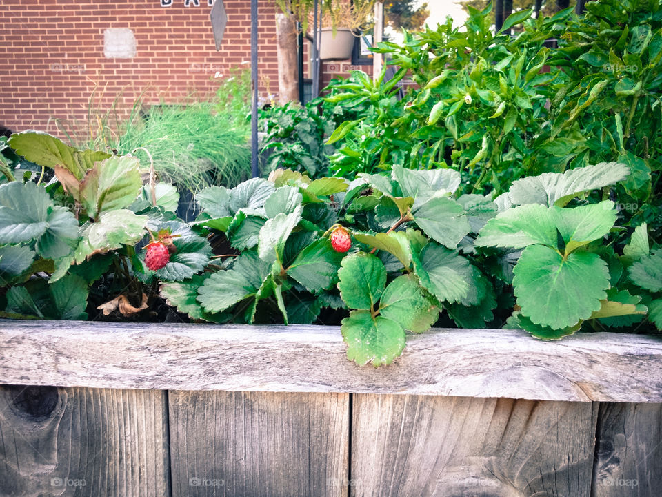 Strawberries plant