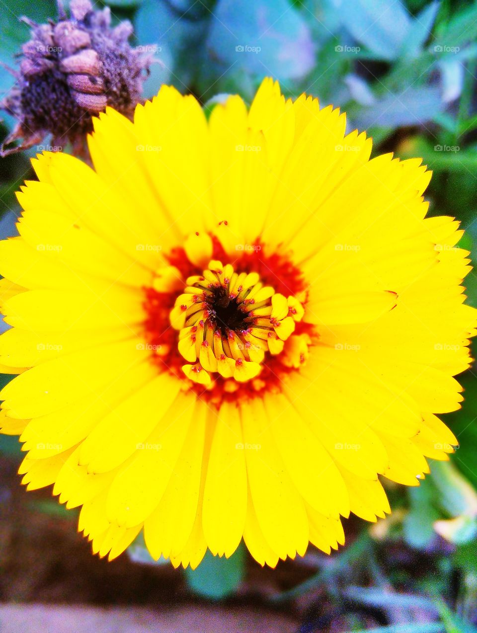 Beautiful Flowers 💕👉 it's click by Mr Satya Anand👈