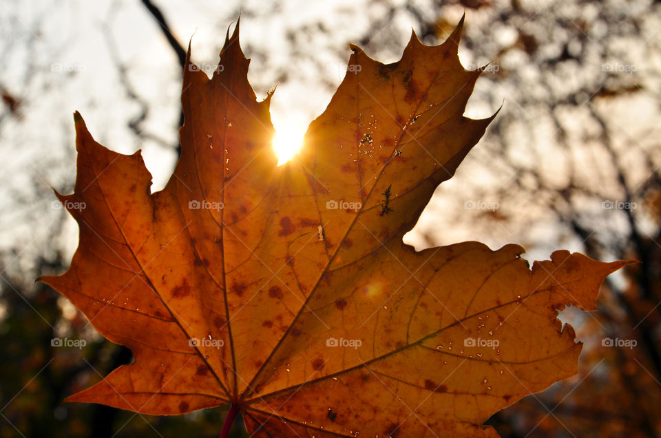 Sunlight over the maple leaf