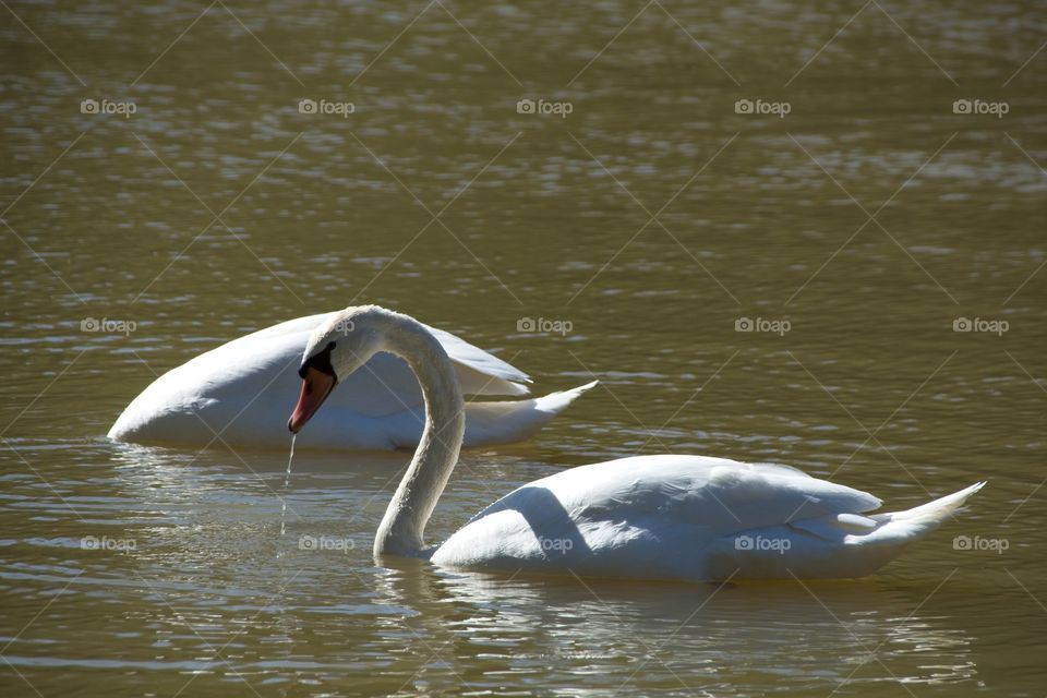 swans on the lake