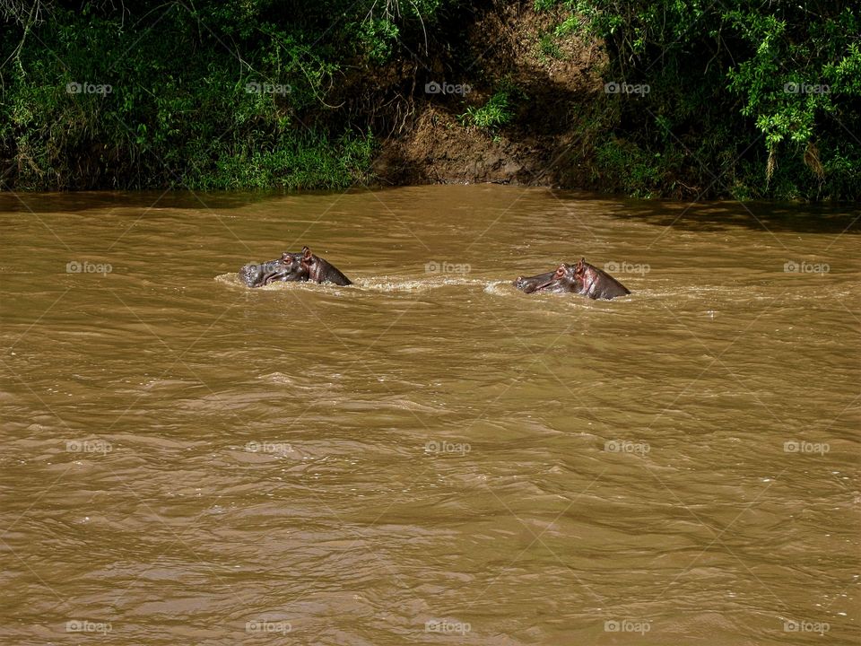 Hippo in the river