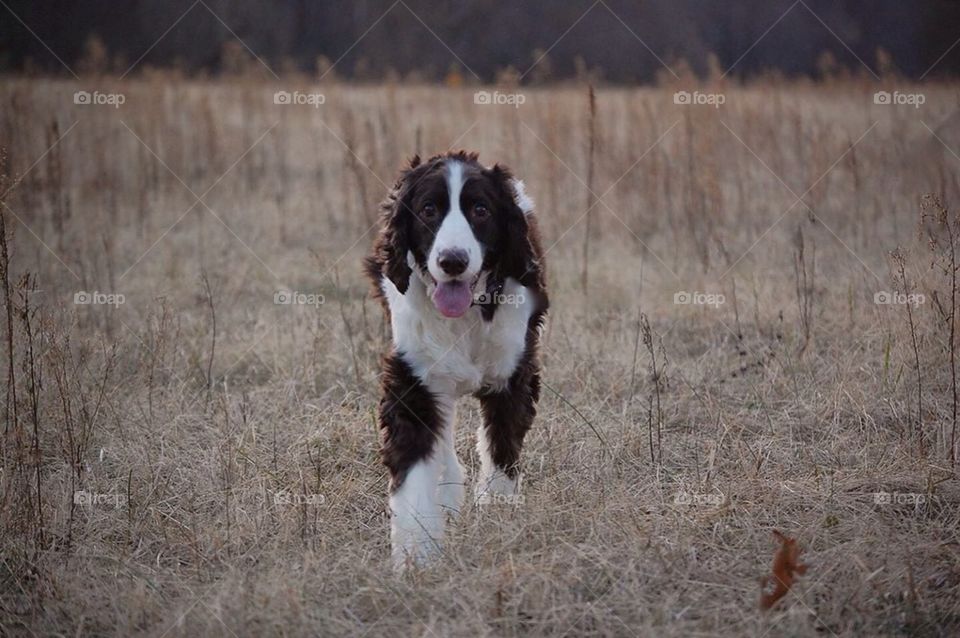 Field Shadow