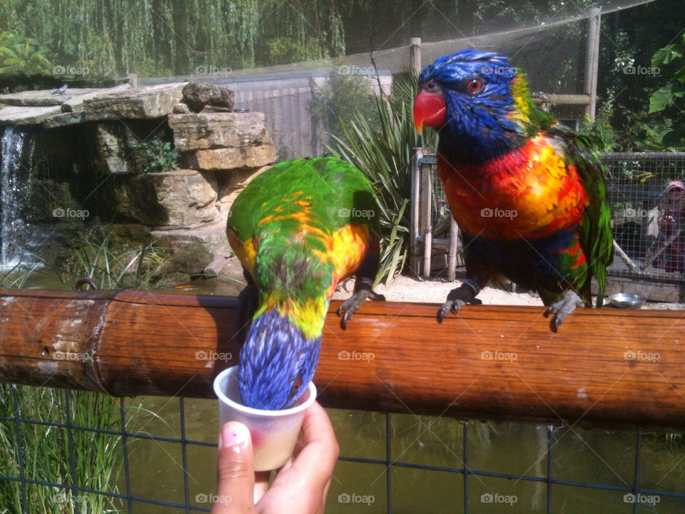 Rainbow birds @chessingtonworldofadventures