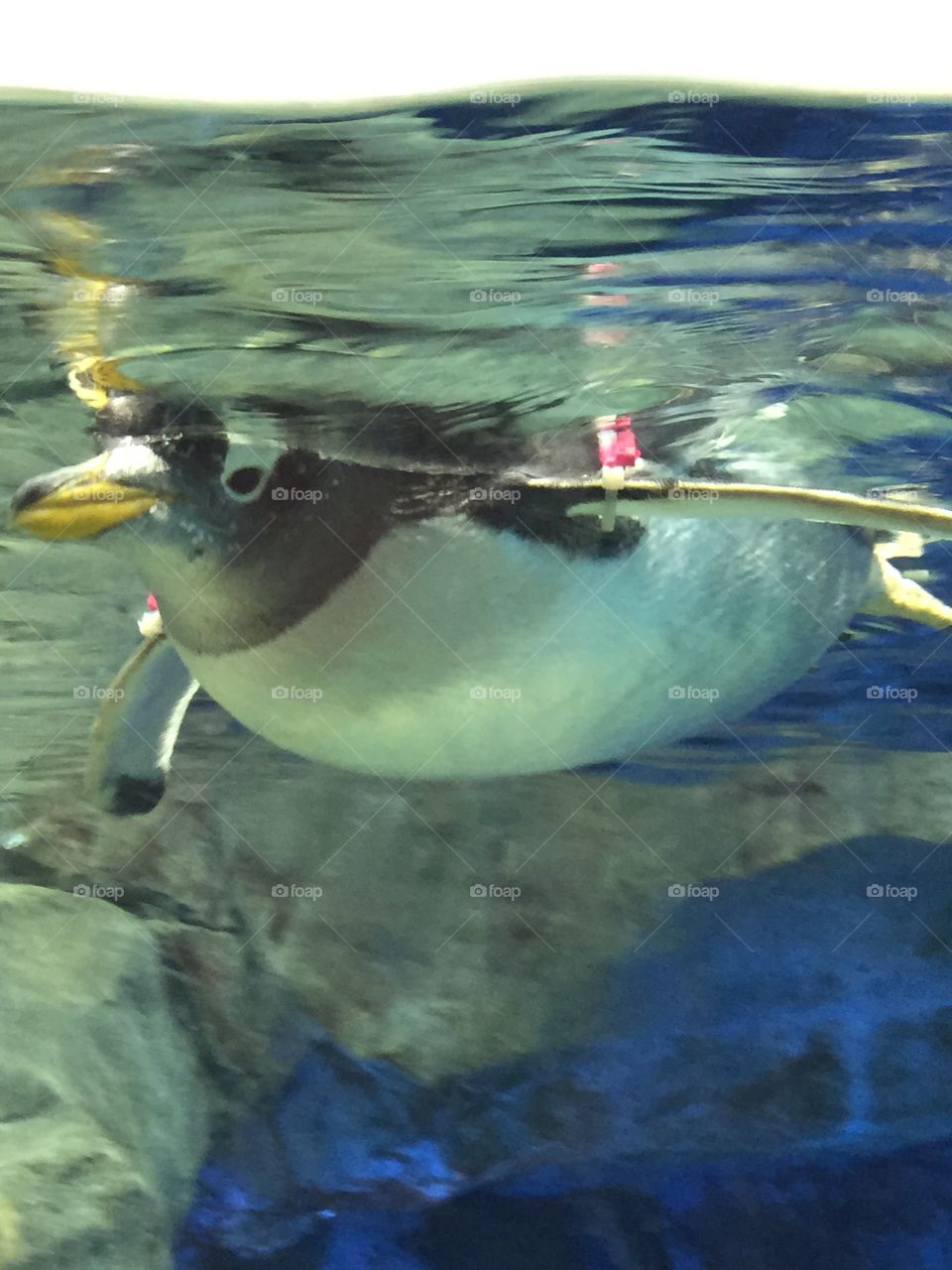 Penguin at Georgia Aquarium in Atlanta, Georgia