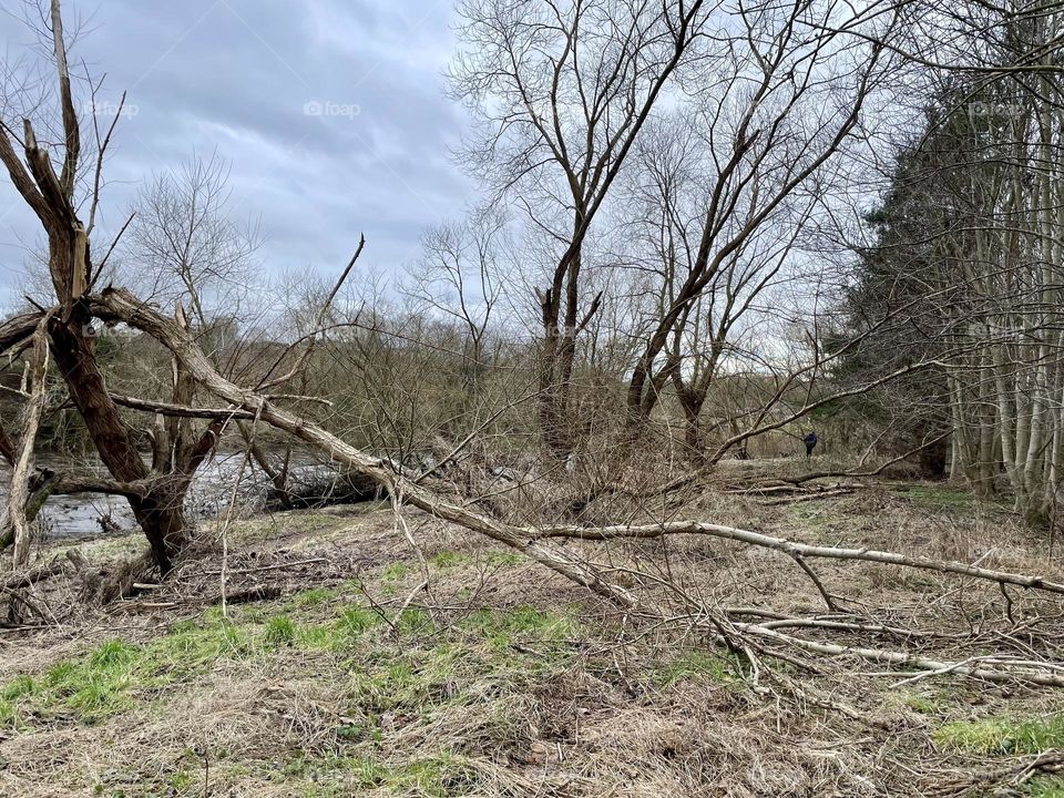 Flood and storm damage have brought trees down on this our local riverside walk 