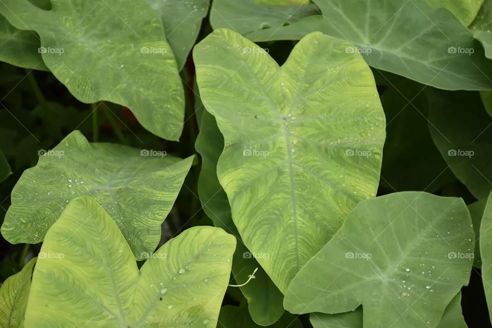 flora