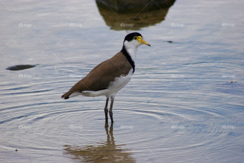 beach yellow white black by kshapley