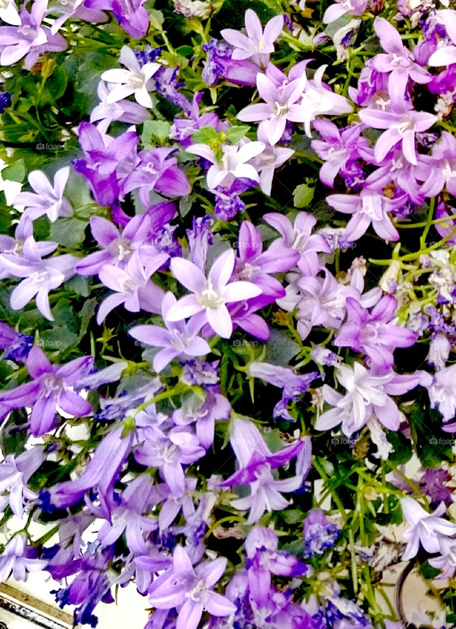 Flora, Flower, Nature, Garden, Lilac