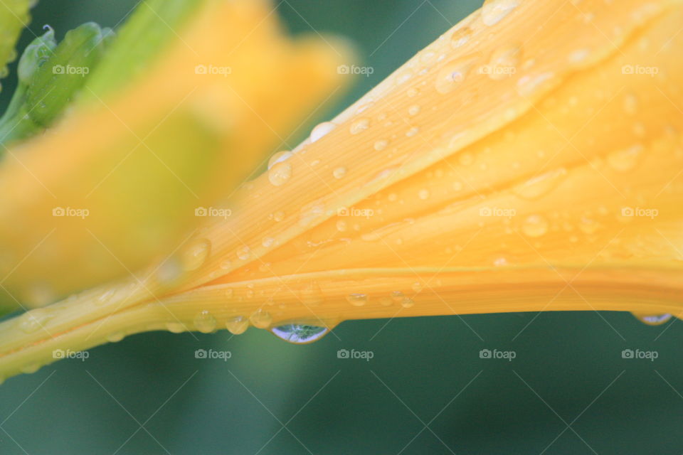 Close-up of a wet flower
