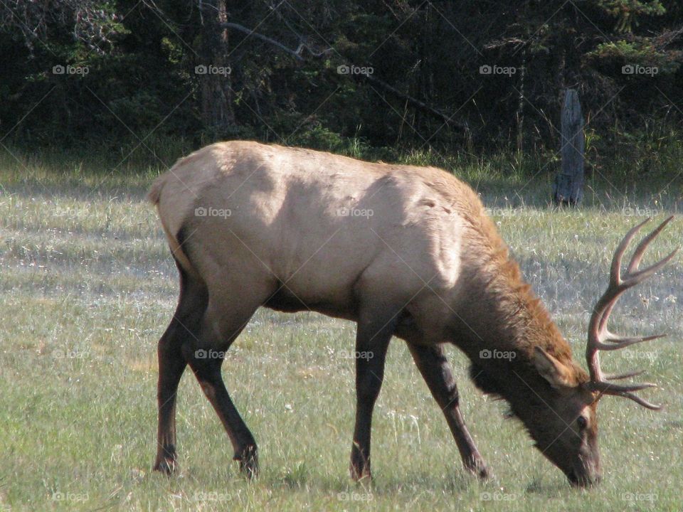 Elk enjoying his dinner in the meadows 