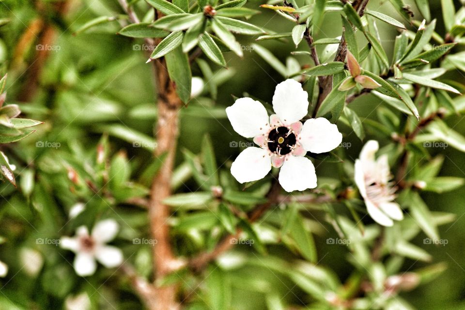 Manuka Tree Blossom