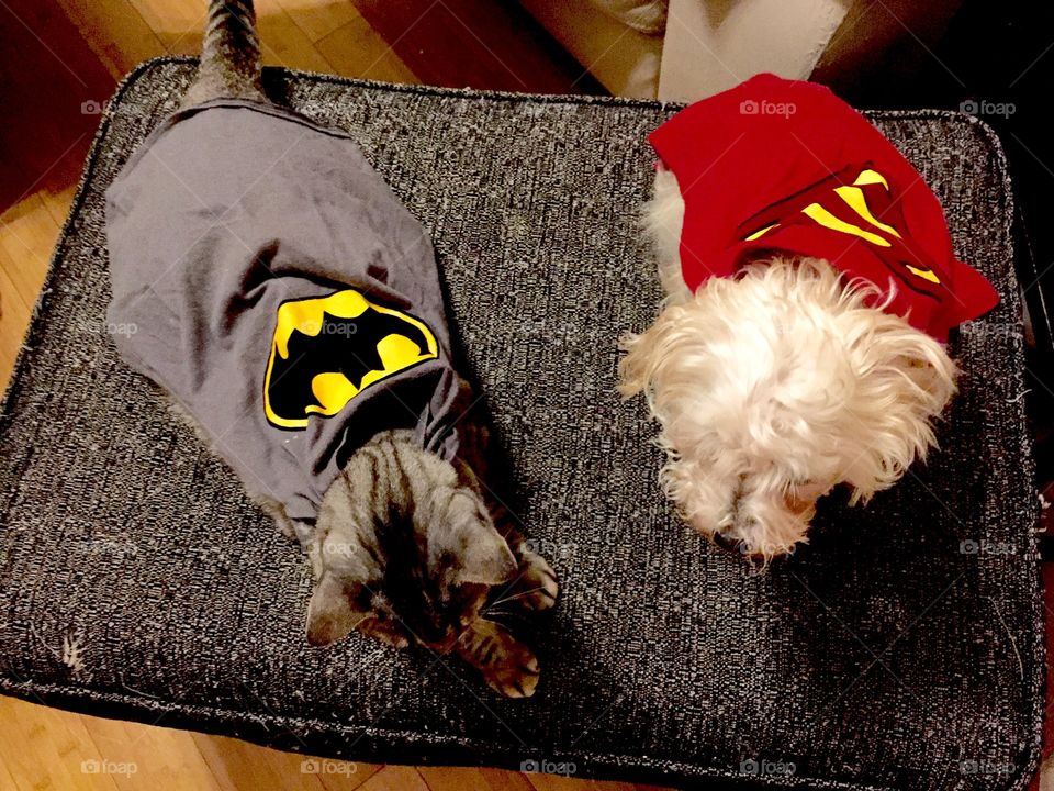 Super pets 