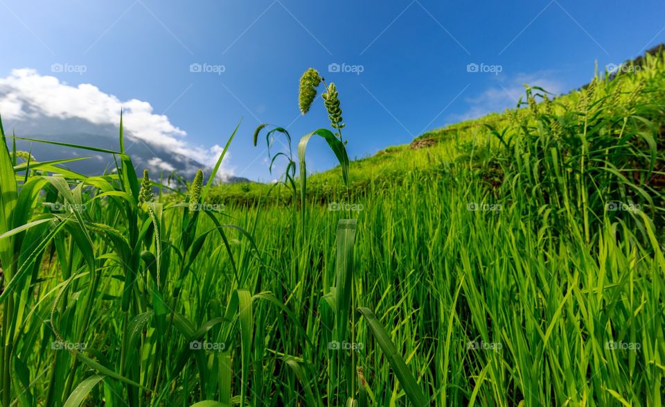 green crops From beautiful Mandini Valley, Garhwal, uttarakhand, India