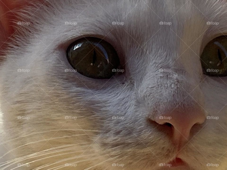 Close up on the cat’s face 