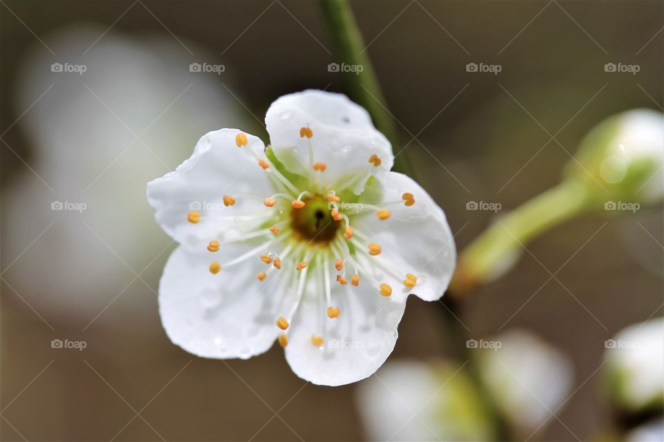 cherry blossom