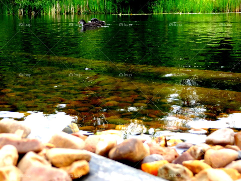 pond and rocky shore. Nature in the Jubilee Campus, University of Nottingham