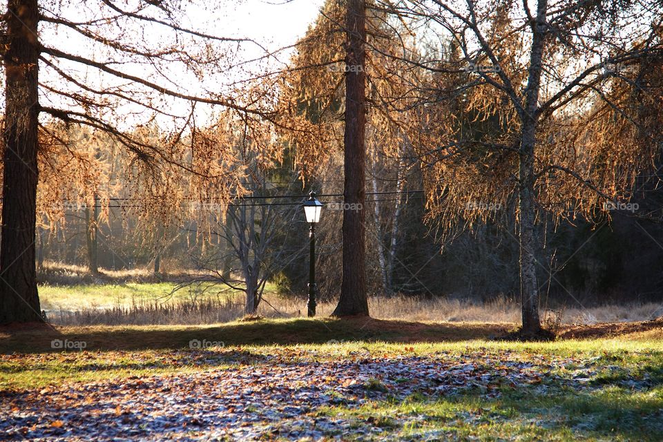 Autumn in the park 