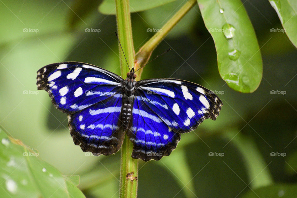 Blue Butterfly on Green Leaf with Raindrops 