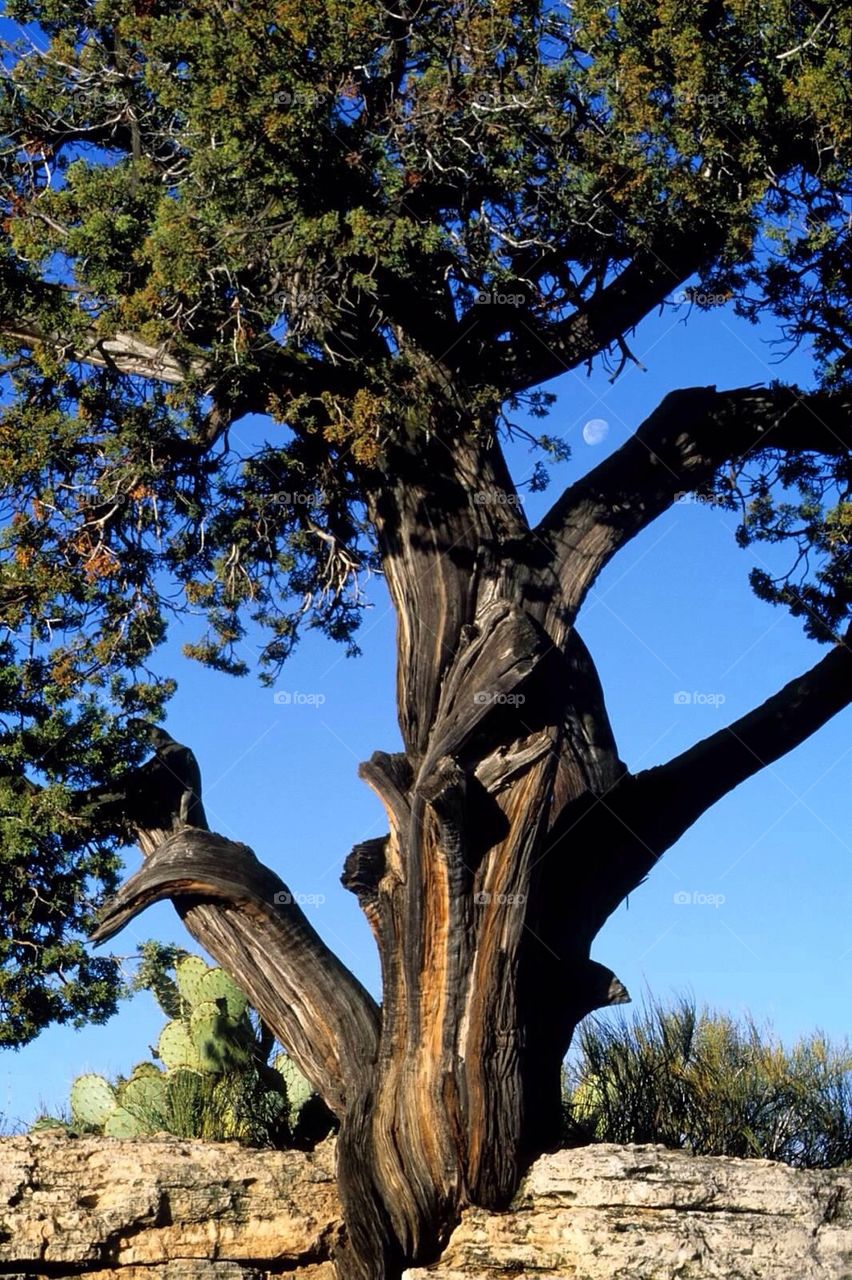 Desert tree and moon