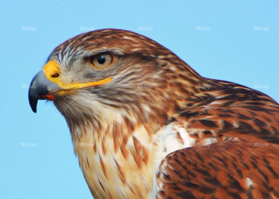 Ferruginous Hawk