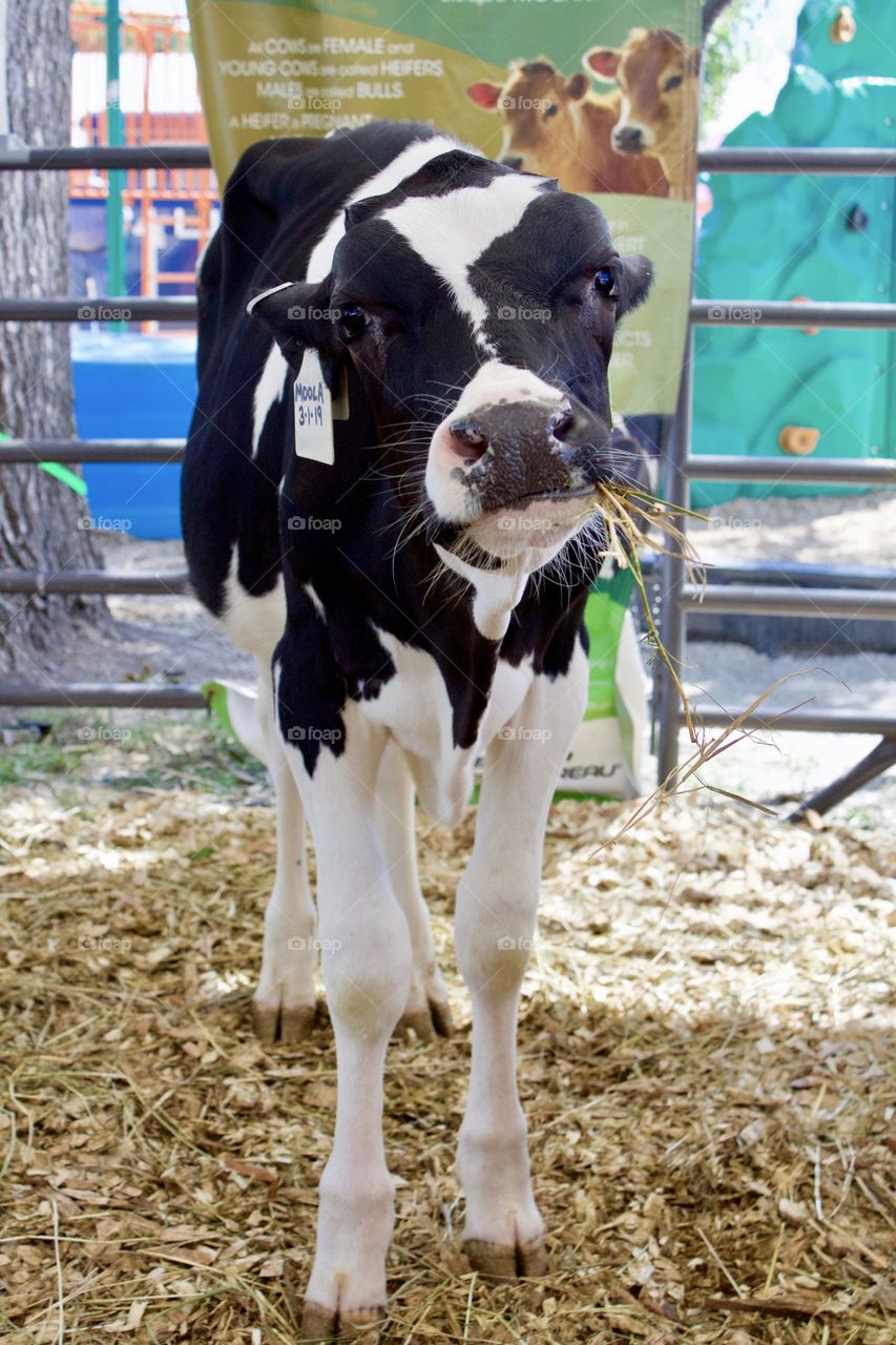 A little dairy cow munches her hay while standing in a dairy industry kiosk at a county fair 