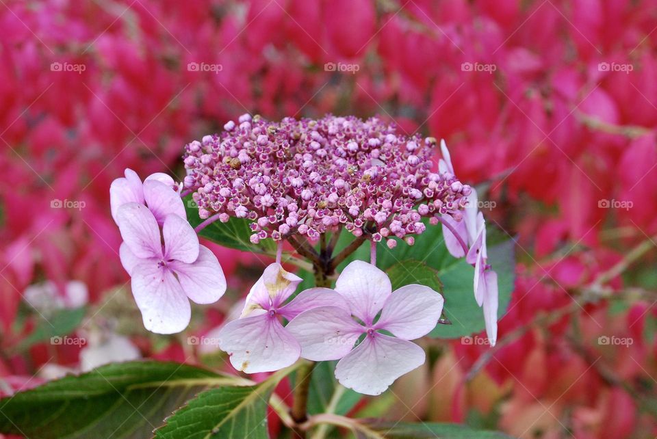 Pink and white garden flowers against a background of autumnal pink and red tinted leaves 