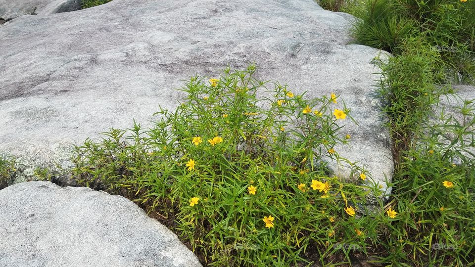 Rare Southeastern Yellow Daisies on granite outcropping